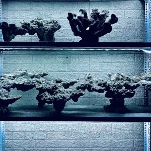 MÃ 434 – LAYOUT CÁ CẢNH BIỂN BỂ 150CM – CƯỜNG AQUARIUM