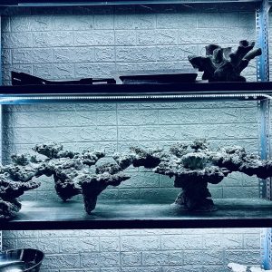 MÃ 436 – LAYOUT CÁ CẢNH BIỂN BỂ 150CM – CƯỜNG AQUARIUM