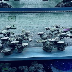 MÃ 267 - LAYOUT CÁ CẢNH BIỂN BỂ 120CM - ROYALAQUA