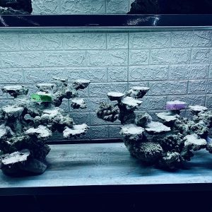 MÃ 268 - LAYOUT CÁ CẢNH BIẺN BỂ 120CM - ROYALAQUA