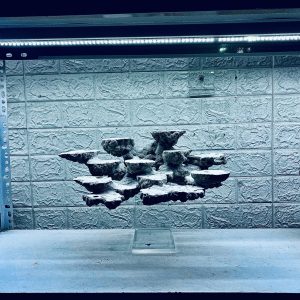 MÃ 443 – LAYOUT BAY CÁ CẢNH BIỂN BỂ 40CM - CƯỜNGAQUARIUM