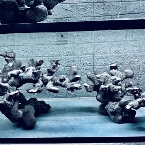 MÃ 452 – LAYOUT CÁ CẢNH BIỂN BỂ 120CM – CƯỜNGAQUARIUM