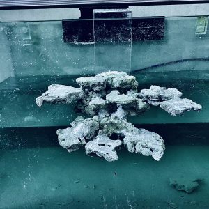 MÃ 280 - LAYOUT CÁ CẢNH BIỂN BỂ 40CM - ROYALAQUA