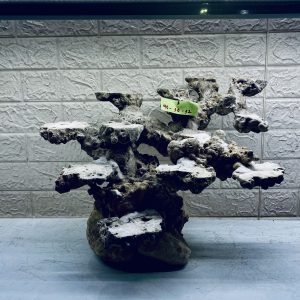 MÃ 282 - LAYOUT CÁ CẢNH BIỂN BỂ 50CM - ROYALAQUA