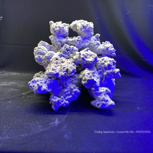 MÃ 76 - LAYOUT CÁ BIỂN BỂ 40CM - ROYALAQUA