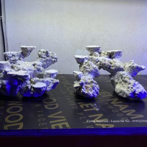 MÃ 103 - LAYOUT CÁ BIỂN BỂ 30CM - ROYALAQUA