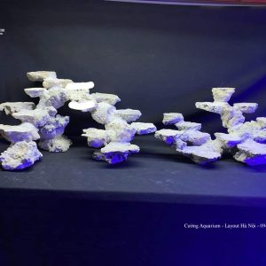 MÃ 120 - LAYOUT CÁ BIỂN BỂ 90CM - ROYALAQUA