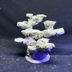MÃ 133 - LAYOUT CÁ BIỂN BỂ 40CM - ROYALAQUA