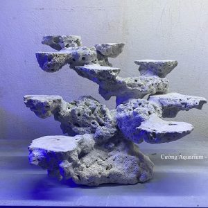 MÃ 144 - LAYOUT CÁ BIỂN BỂ 40CM - ROYALAQUA