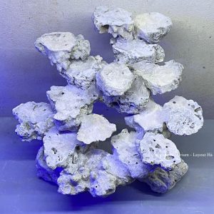 MÃ 151 - LAYOUT CÁ CẢNH BIỂN BỂ 40 - 50CM - ROYALAQUA