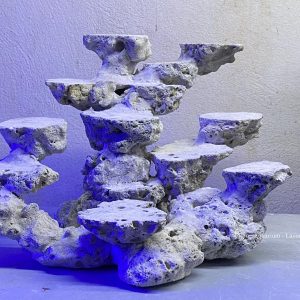 MÃ 156 - LAYOUT CÁ BIỂN BỂ 40CM - ROYALAQUA