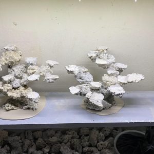 MÃ 158 - LAYOUT CÁ CẢNH BIỂN BỂ 60CM - ROYALAQUA