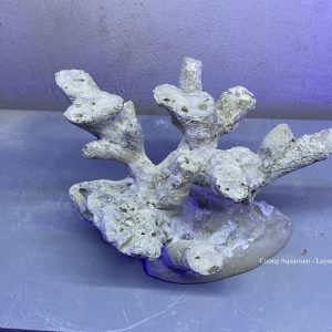 MÃ 161 - LAYOUT CÁ CẢNH BIỂN BỂ CUBIC 25CM - ROYALAQUA