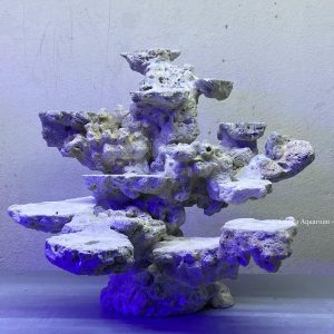 MÃ 163 - LAYOUT CÁ BIỂN BỂ 40CM - ROYALAQUA
