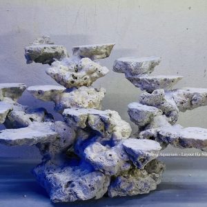 MÃ 172 - LAYOUT CÁ BIỂN BỂ 50CM - ROYALAQUA