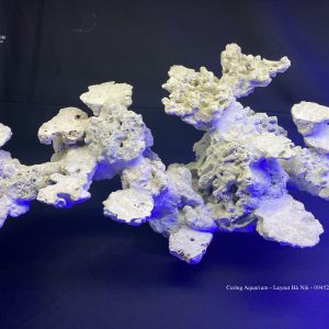 MÃ 68 - LAYOUT CÁ BIỂN BỂ 90CM - ROYALAQUA