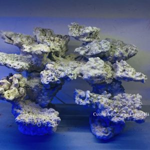 MÃ 179 - LAYOUT CÁ BIỂN BỂ 50CM - ROYALAQUA