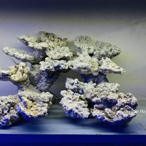 MÃ 183 - LAYOUT CÁ BIỂN BỂ 50CM - ROYALAQUA