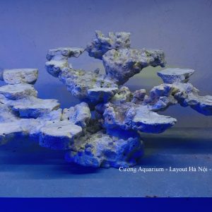 MÃ 186 - LAYOUT CÁ BIỂN BỂ 60CM - ROYALAQUA