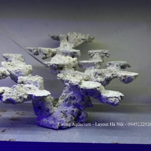 MÃ 197 - LAYOUT CÁ BIỂN BỂ 50CM - ROYALAQUA