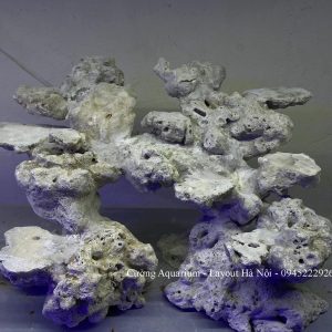 MÃ 199 - LAYOUT CÁ BIỂN BỂ 40CM - ROYALAQUA