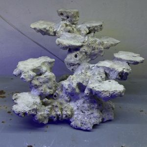 MÃ 207 - LAYOUT CÁ BIỂN BỂ CUBIC 35CM LỌC VÁCH - ROYA ALQUA