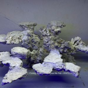 MÃ 210 - LAYOUT CÁ BIỂN BỂ 60CM - ROYALAQUA