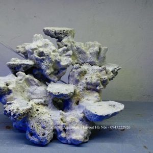 MÃ 212 - LAYOUT CÁ BIỂN BỂ 25CM - ROYALAQUA