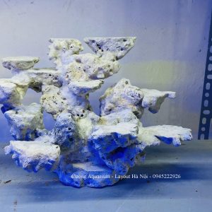 MÃ 215 - LAYOOUT CÁ BIỂN BỂ 40CM - ROYALAQUA