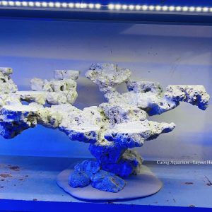 MÃ 218 - LAYOUT CÁ BIỂN BỂ 60CM - ROYALAQUA