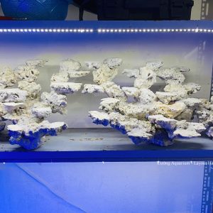 MÃ 219 - LAYOUT CÁ BIỂN BỂ 100CM - ROYALAQUA