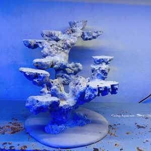 MÃ 220 - LAYOUT CÁ CẢNH BIỂN BỂ 40CM - ROYALAQUA