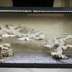 MÃ 221 - LAYOUT CÁ BIỂN BỂ 60CM - ROYALAQUA