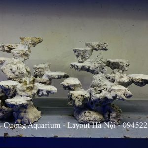 MÃ 229 - LAYOUT CÁ BIỂN BỂ 60CM - ROYALAQUA