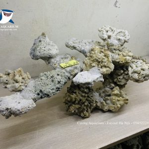 MÃ 231 - LAYOUT CÁ CẢNH BIỂN BỂ 50CM - ROYALAQUA