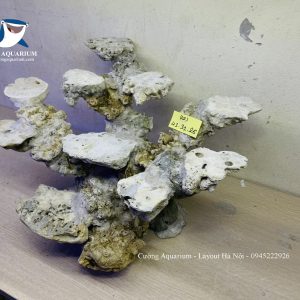 MÃ 235 - LAYOUT CÁ BIỂN BỂ 50CM - ROYALAQUA