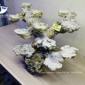 MÃ 237 - LAYOUT CÁ CẢNH BIỂN BỂ 50CM - ROYALAQUA