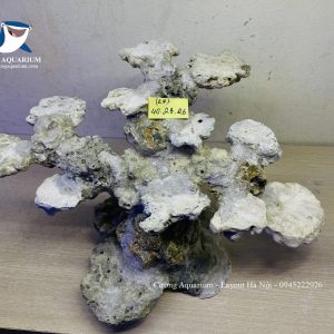 MÃ 239 - LAYOUT CÁ BIỂN BỂ 50CM - ROYALAQUA