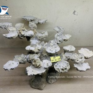 MÃ 241 - LAYOUT CÁ CẢNH BIỂN BỂ 60CM - ROYALAQUA