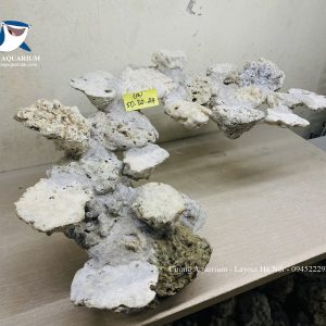 MÃ 242 - LAYOUT CÁ CẢNH BIỂN BỂ 60CM - ROYALAQUA