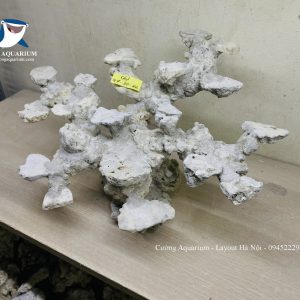 MÃ 232 - LAYOUT CÁ CẢNH BIỂN BỂ 50CM - ROYALAQUA