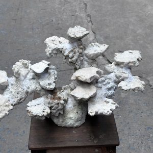 Mã 509 -Đá Biển Bể Cá 55cm Đã Vệ Sinh – Layout Reef Gọn Đẹp Và Chuyên Nghiệp