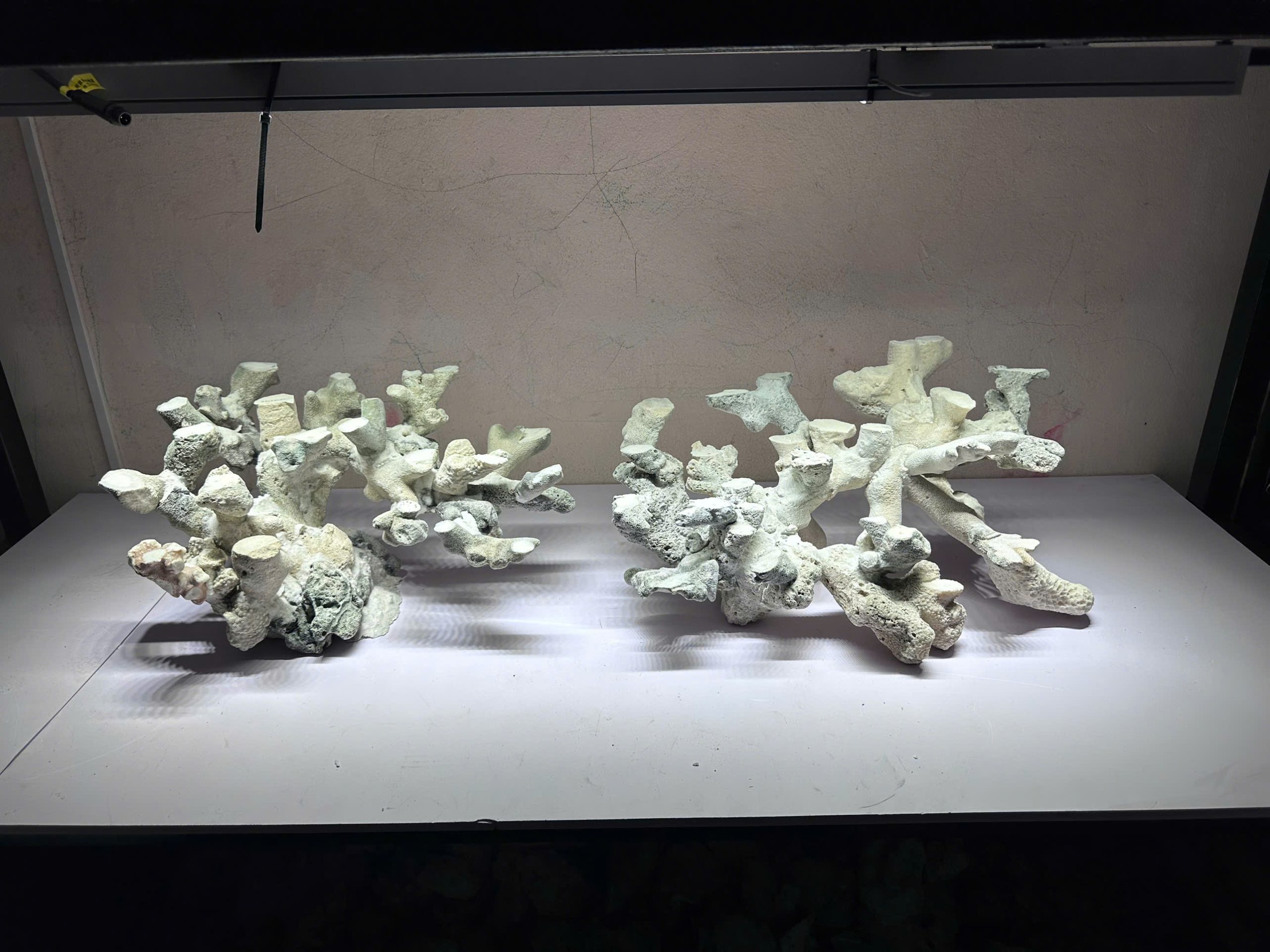 Mã 512 - Layout Đá Biển Tự Nhiên Bể 60 1m2 Theo Phong Cách Reef Mở